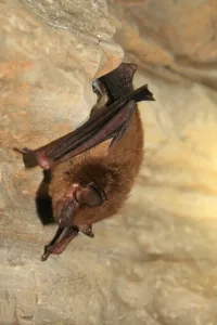 Healthy_hibernating_big_brown_bat_6830043600