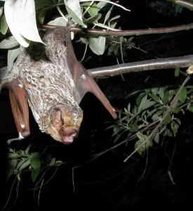 Hoary_bat_Lasiurus_cinereus