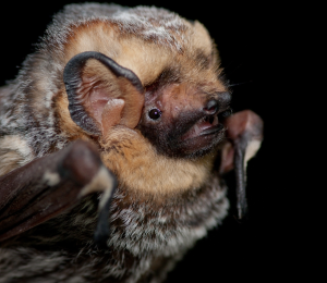 Lasiurus_cinereus_Portrait (1)