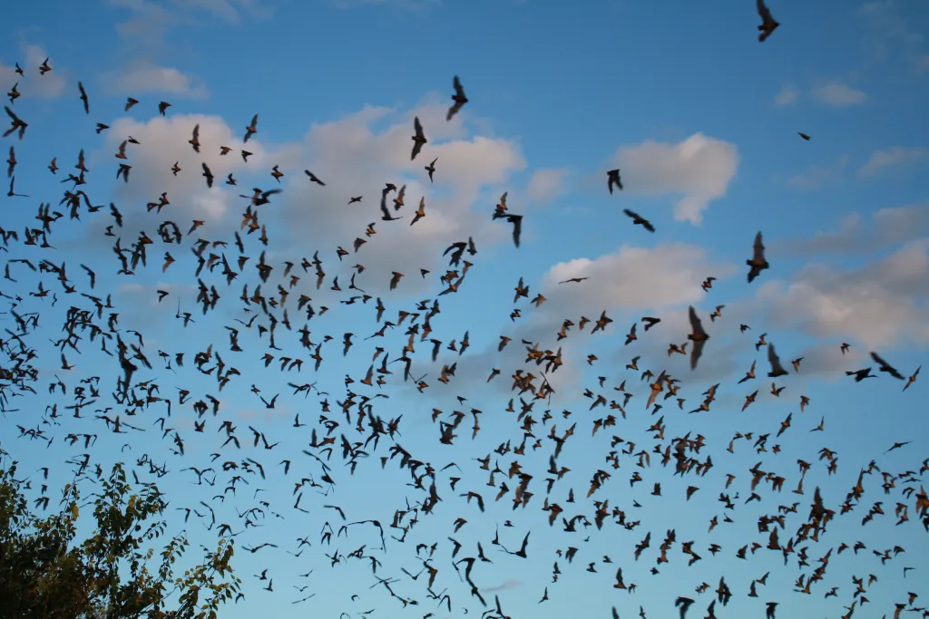 Mexican_free-tailed_bats_exiting_Bracken_Bat_Cave_8006833815